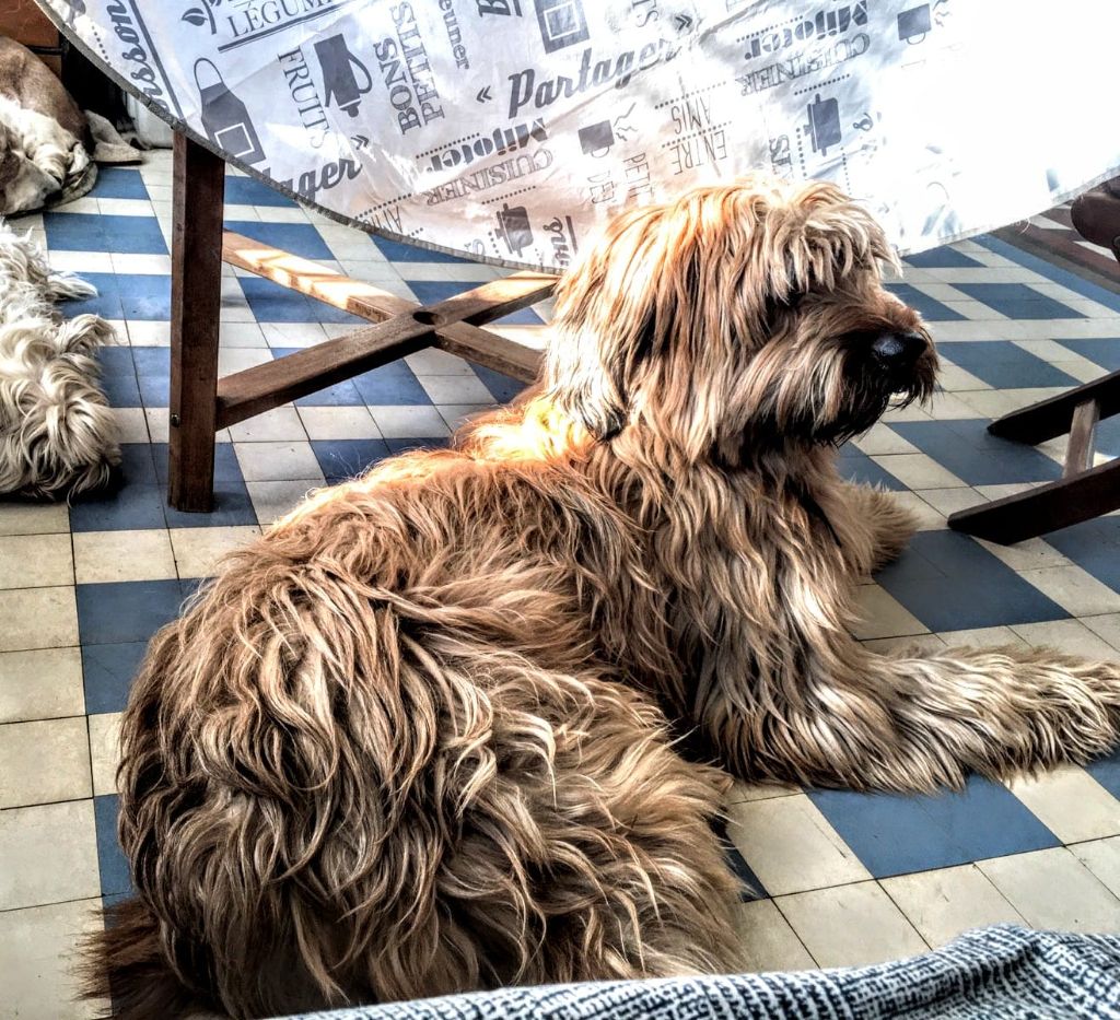 du Val de Méouge - A replacer Nelson briard fauve de 2 ans contact 06 11 10 81 23