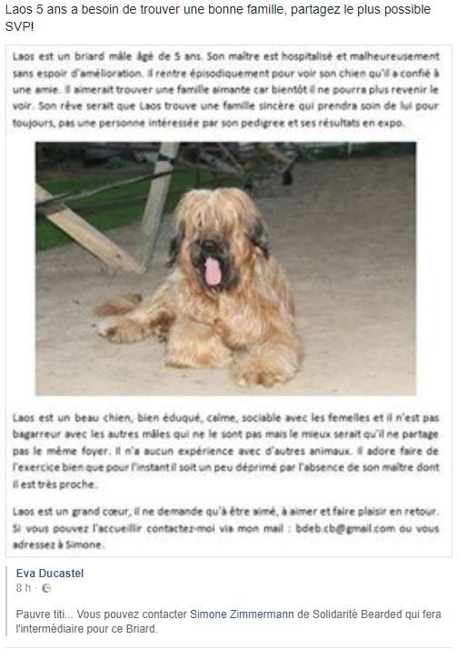 du Val de Méouge - Laos briard de 5 ans cherche une famille suite au décès de son maître!