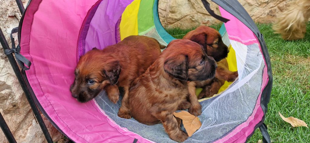 du Val de Méouge - 3 novembre 2023, tous nos bébés sont réservés!