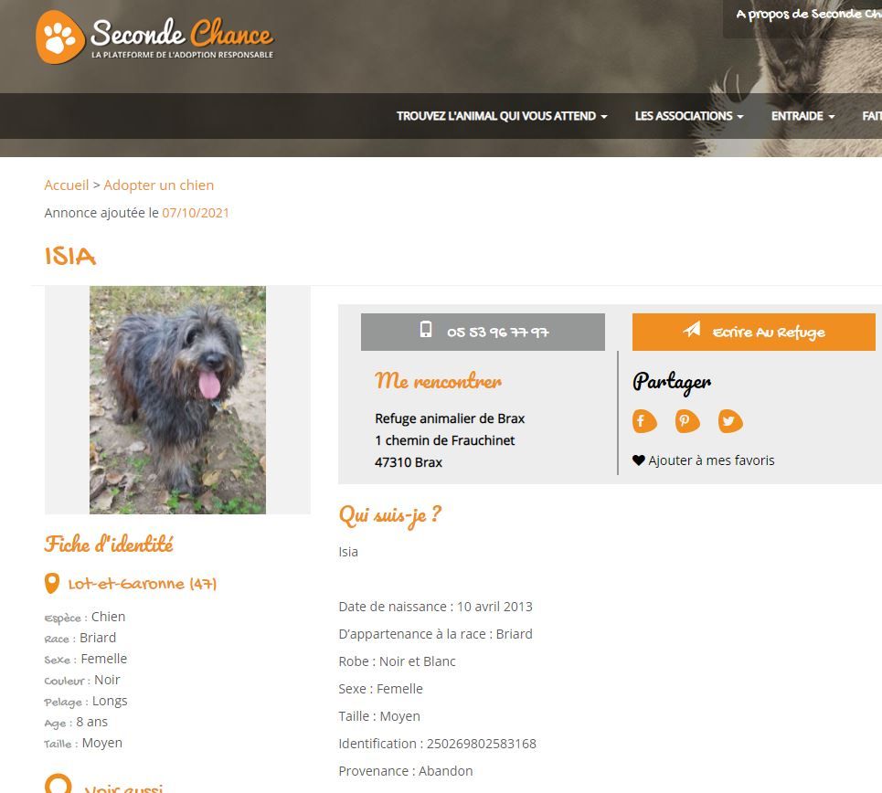 du Val de Méouge - Isia briarde grise de 8 ans à adopter dans le Lot et Garonne