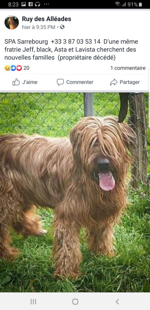 du Val de Méouge - Suite au décès de leur maître 4 briards à replacer