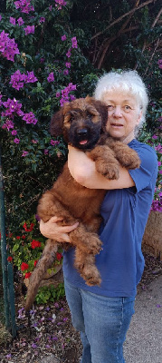 CHIOT