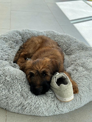 CHIOT