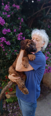 CHIOT