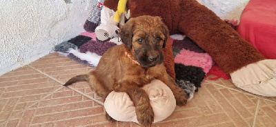 CHIOT