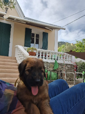 CHIOT